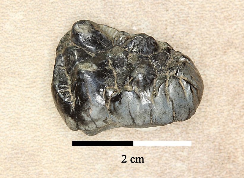 peccary tooth