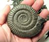 ammonite_pyrite.jpg