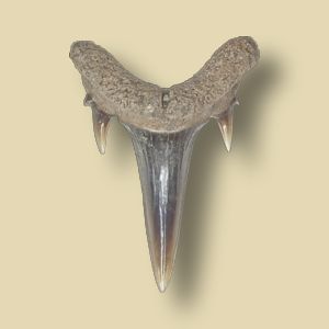 fossils jersey common sharks index